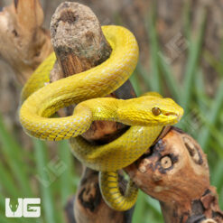Yellow Wetar Island Pit Viper