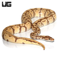 Adult Male Banana Ball Python