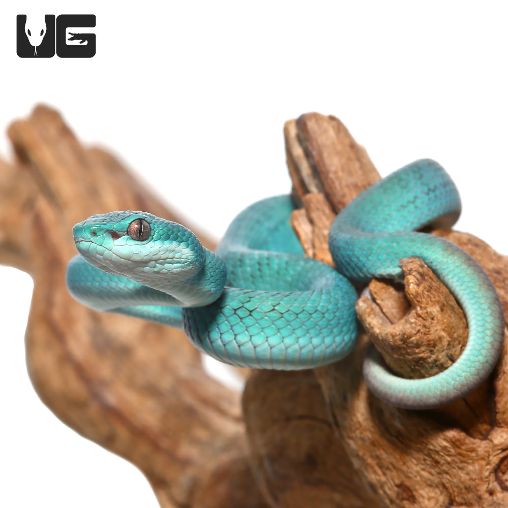 Blue Komodo Island Pit Viper