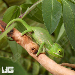Hatchling Veiled Chameleon (2 - 3")