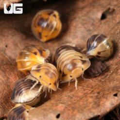 Amber Panda Isopods - 10 Pack