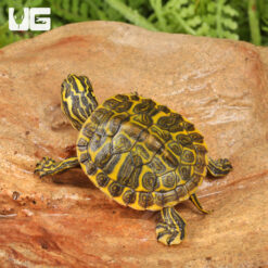 Baby Golden Flame Florida Redbelly Cooter Turtle