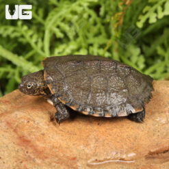 Baby Serrated Hinged Terrapin Turtle
