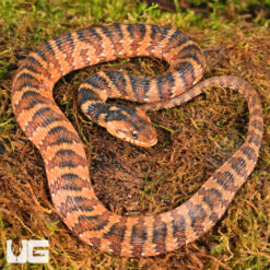 Baby Banded Water Snake