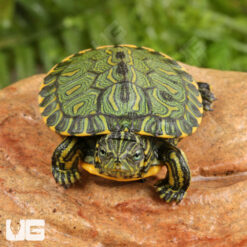 Baby Brazilian D’Orbigny’s Slider Turtle