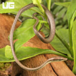 Oxybelis aeneus-2135590