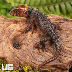 Baby Red Eyed Crocodile Skink