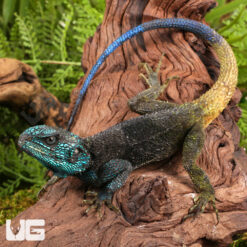 Blue Headed Tree Agama