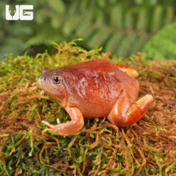 Burmese Squat Frog