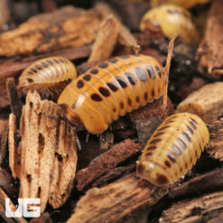 Dwarf Striped Corn Pill Millipede