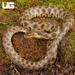 Egyptian Diced Water Snake