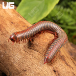 False Rainbow Millipede