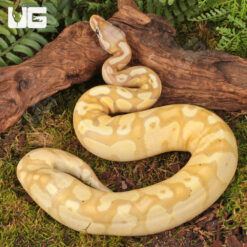 Yearling Female Banana Pastel Yellowbelly Het Pied Ball Python #2