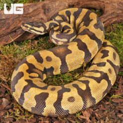 Yearling Female Static Enchi Yellowbelly Ball Python #11