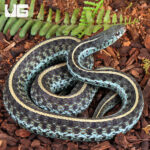 Adult Florida Blue Garter Snake