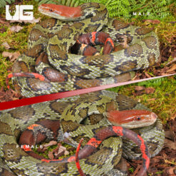 Adult 100 Flower Ratsnake Pair
