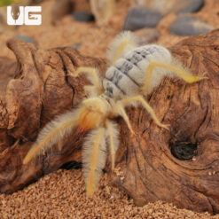 Fuzzy Sun Spider
