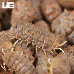 Godzilla Isopods