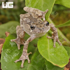 Grey Tree Frog