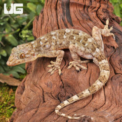 Grossmann’s Gecko