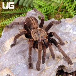 "Ho Chi Minh'' Tarantula (3 - 4")