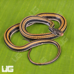 Striped Keelback Water Snake