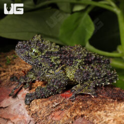 Jumbo Vietnamese Mossy Frog