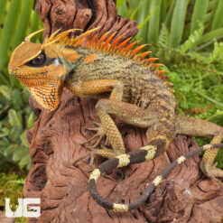 Natal Mountain Horned Lizard