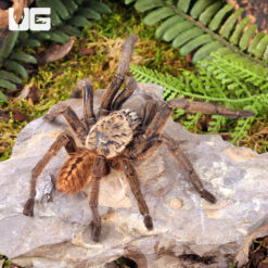 Nhen Dep Earth Tiger Tarantula (4 - 5")