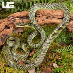 Ornate Flying Snake