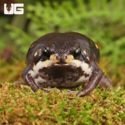 Power's Rain Frog