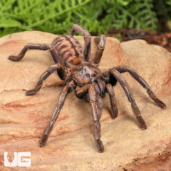 Purple Zebra Tarantula (2 - 3")