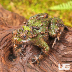 Small Webbed Bell Toad