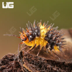 Spiky Yellow (White) Stripe Isopods