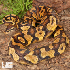 Sub Adult Male Pastel Yellowbelly Ball Python #31
