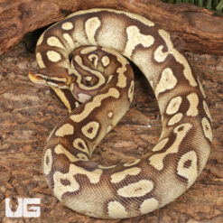 Sub Adult Female Pastave Surge Ball Python #39