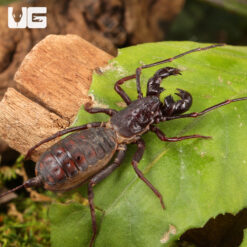 Thai Vinegaroon