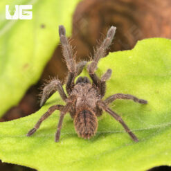 Veronica Dwarf Tarantula (.5 - .75")