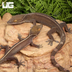 White Lined Gecko