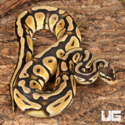 Yearling Male Pastel Cypress Wookie Ball Python #19