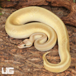 Yearling Male Pastel Lesser Pinstripe Ball Python #35
