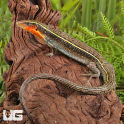 Yellow Throated Plated Lizard
