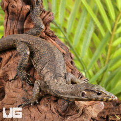 Baby Zeigler’s Water Monitor