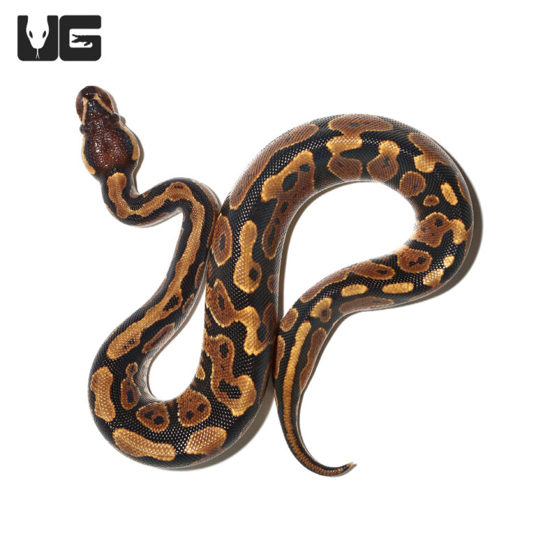 Yearling Female Gravel Ball Python #1 - UGR Wholesale
