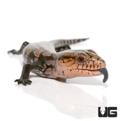 Baby Halmahera Blue Tongue Skink