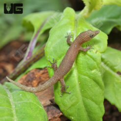 Adult Ashy Gecko