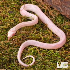 Baby Striped Salmon Snow Cornsnake