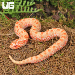 Baby Albino Anaconda Western Hognose Snake