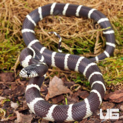 Baby California Kingsnake
