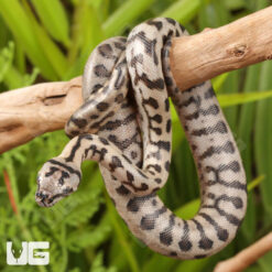 Baby Coastal Jaguar Carpet Python